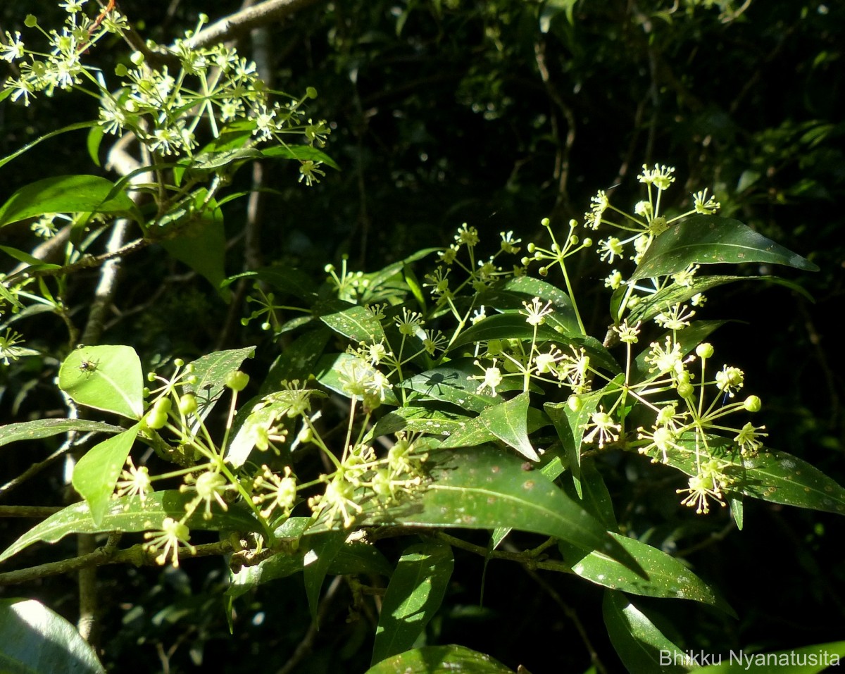 Blachia umbellata (Willd.) Baill.